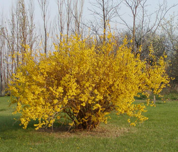Forsythia bush